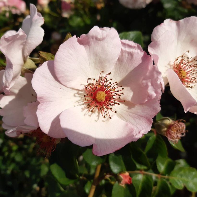 Rosa 'Sourire d'Isabelle' - Climbing Rose (Flowering)