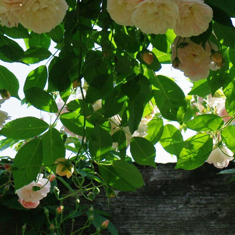 Rosa x filipes 'Treasure Trove' - Rambling Rose (Foliage)