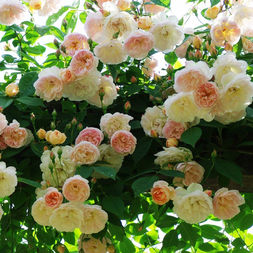 Rosa x filipes 'Treasure Trove' - Rambling Rose (Flowering)