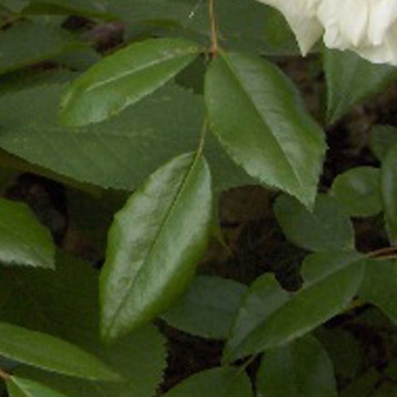 Rosa x wichuraiana Albéric Barbier - Climbing Rose (Foliage)