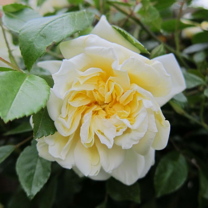 Rosa x wichuraiana Albéric Barbier - Climbing Rose (Flowering)