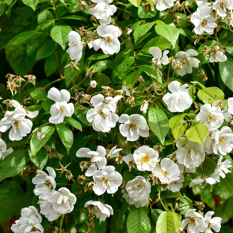 Rosa x multiflora Bobbie James - Multiflora Rambling Rose (Foliage)