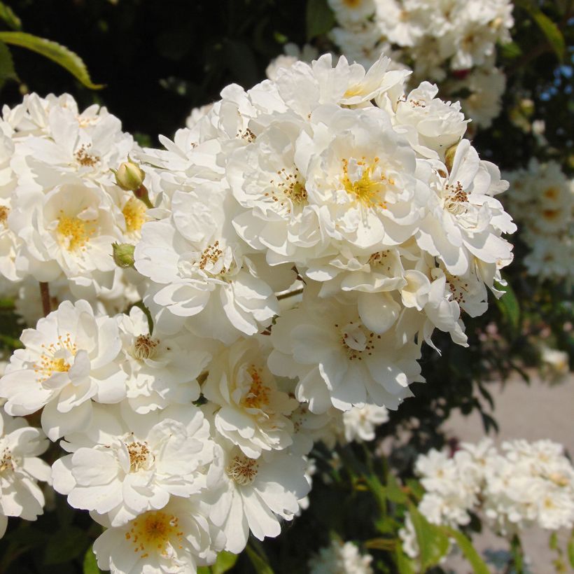 Rosa x multiflora Bobbie James - Multiflora Rambling Rose (Flowering)