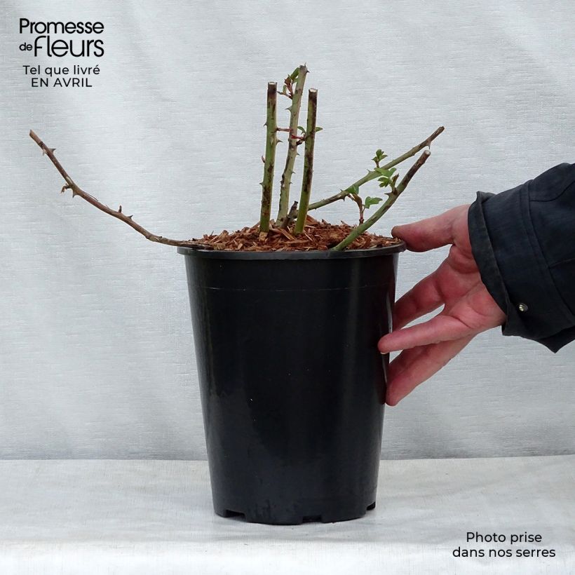 Rosa x moschata Francis E Lester - Musk Rose 4L/5L pot sample as delivered in spring