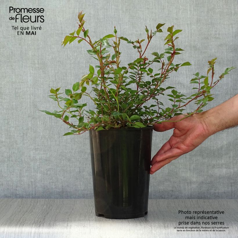 Rosa x wichuraiana François Juranville - Climbing Rose 4L/5L pot sample as delivered in spring