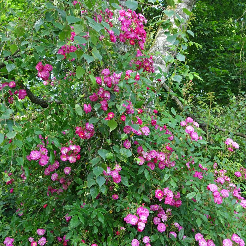 Rosa x multiflora Maria Lisa - Multiflora Climbing Rose (Plant habit)
