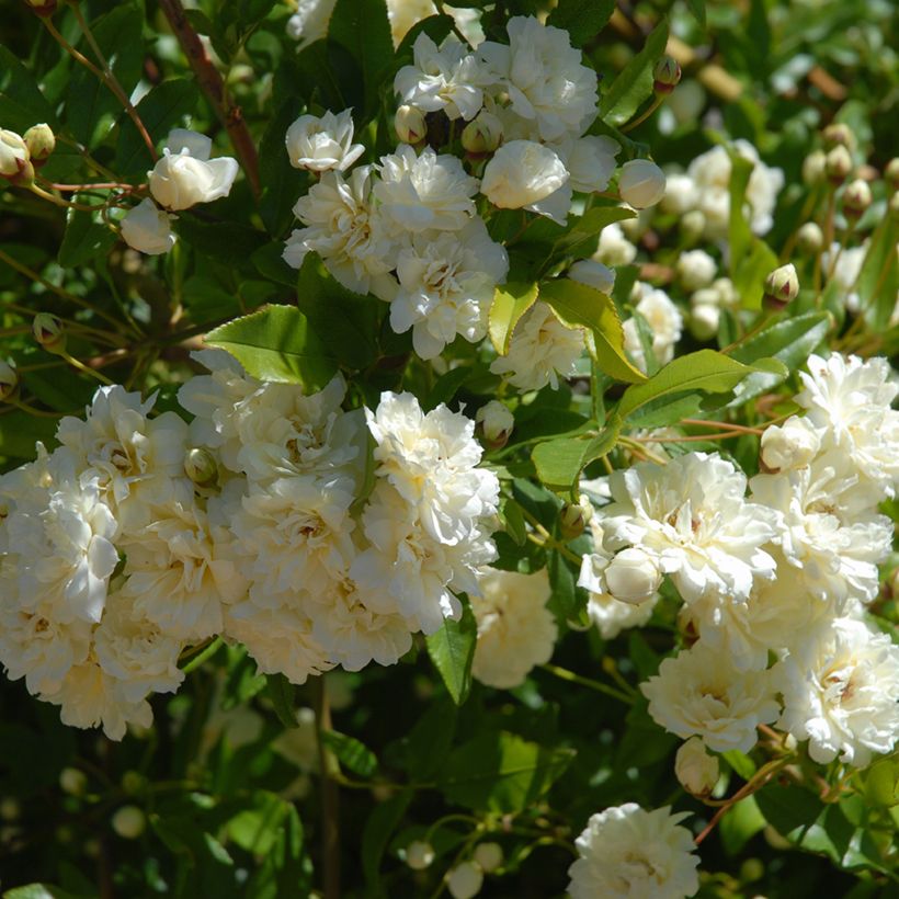 Rosa x moschata 'Paul's Himalayan Musk' - Rambling Rose (Foliage)
