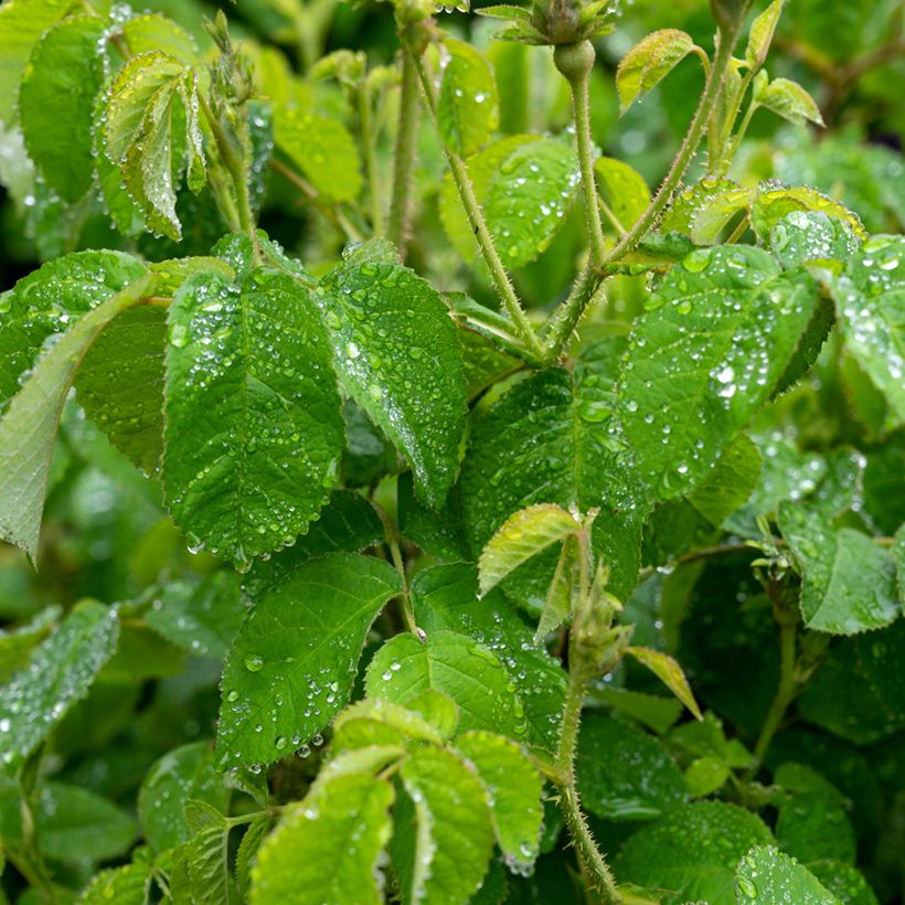Rosa banksiae Purezza (The Pearl) (Foliage)
