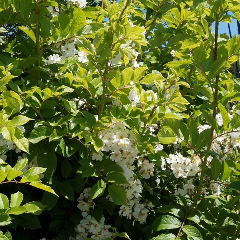 Rosa filipes 'Kiftsgate' - Rambling Rose (Foliage)