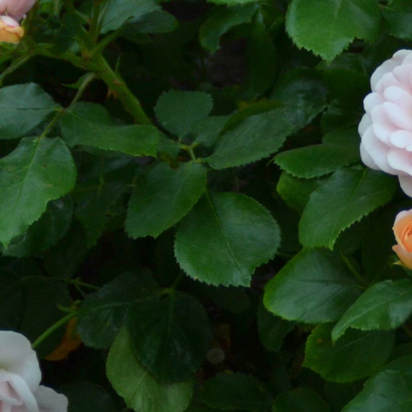 Rosa x polyantha Bordure Nacrée - Polyantha Rose (Foliage)