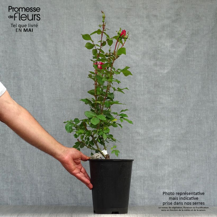Rosa x polyantha Bordure Vive - Polyantha Rose sample as delivered in spring