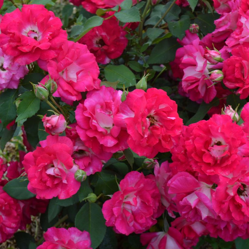 Rosa x polyantha Bordure Vive - Polyantha Rose (Flowering)
