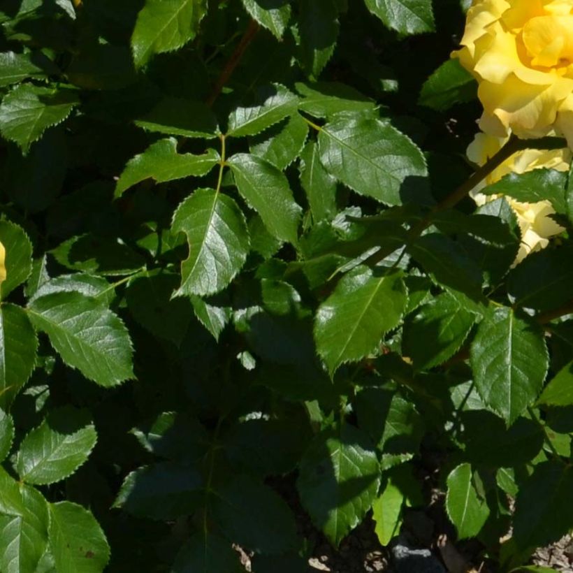 Rosa x polyantha Bordure d'Or - Polyantha Rose (Foliage)
