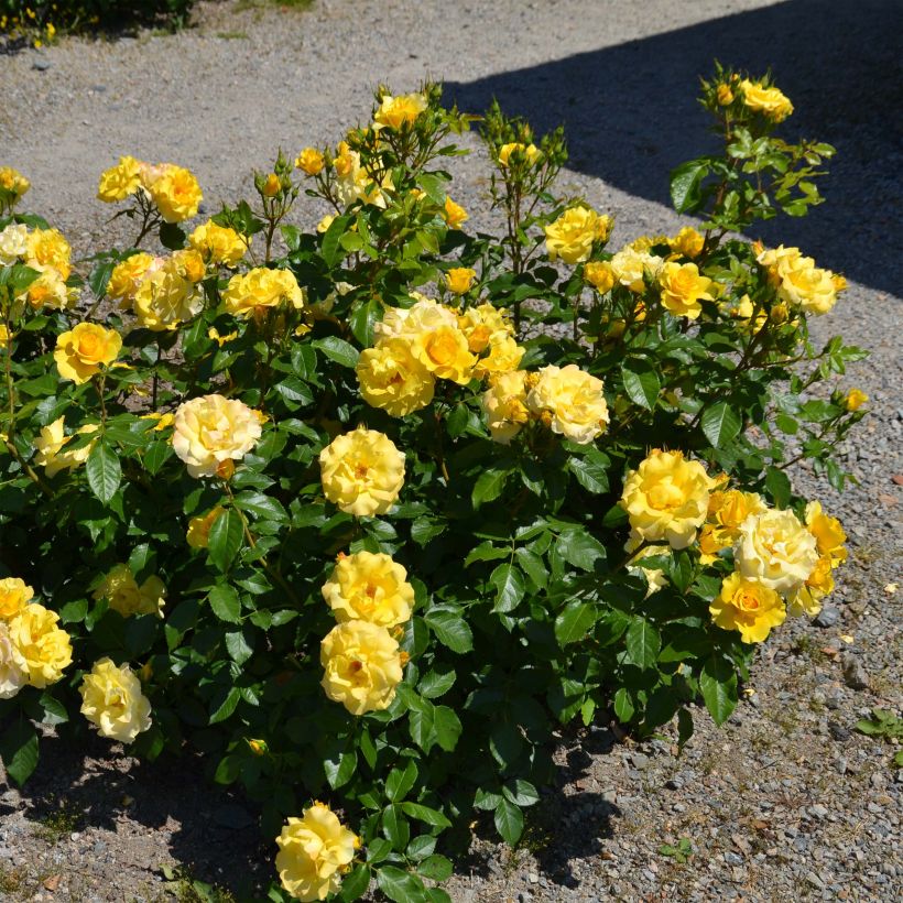 Rosa x polyantha Bordure d'Or - Polyantha Rose (Plant habit)