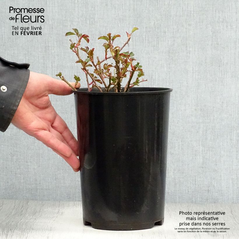 Rosa x persica 'Coral Babylon Eyes' - Miniature Rose 4L/5L pot sample as delivered in winter