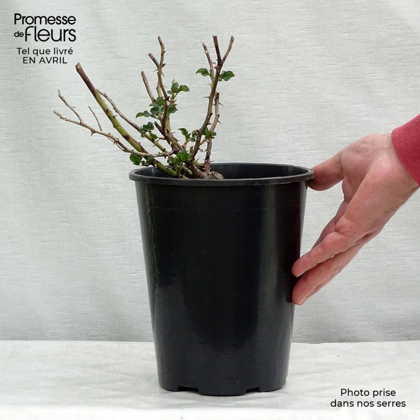 Rosa x persica 'Cream Babylon Eyes' - Miniature Rose 4L/5L pot sample as delivered in spring