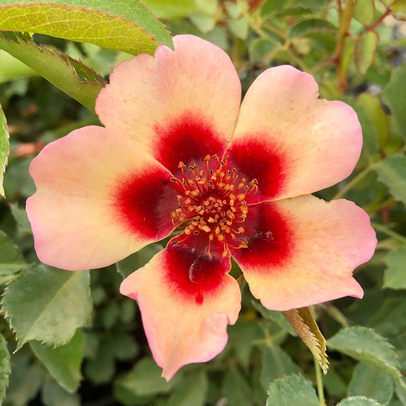 Rosa x persica Fancy Babylon Eyes - Persian Rose (Flowering)