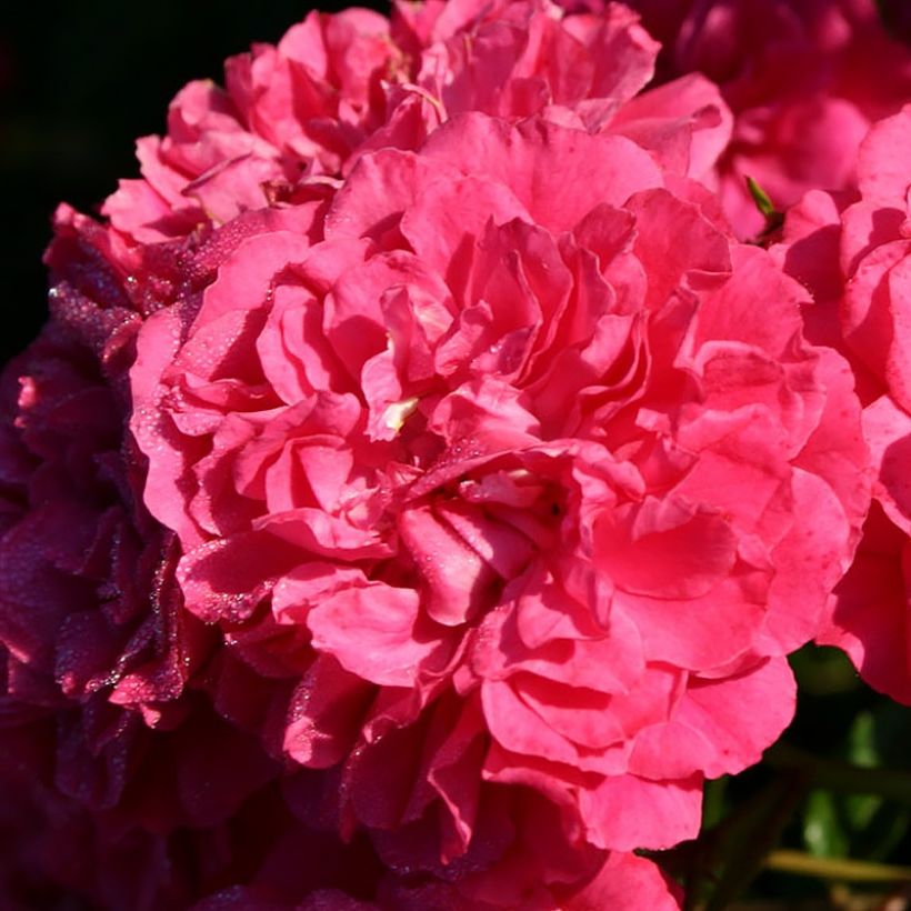 Rosa x polyantha LILLIPUTS Roxy - Dwarf Rose (Flowering)