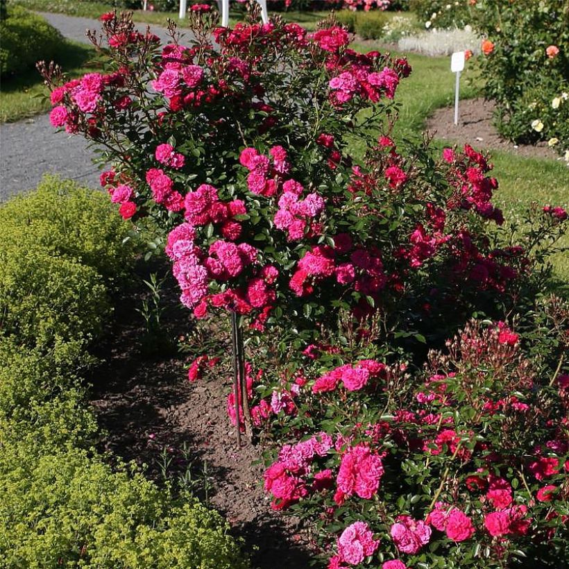 Rosa x polyantha LILLIPUTS Roxy - Dwarf Rose (Plant habit)