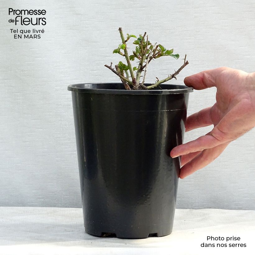 Rosa x persica 'Pastel Babylon Eyes' - Miniature Rose 4L/5L pot sample as delivered in spring