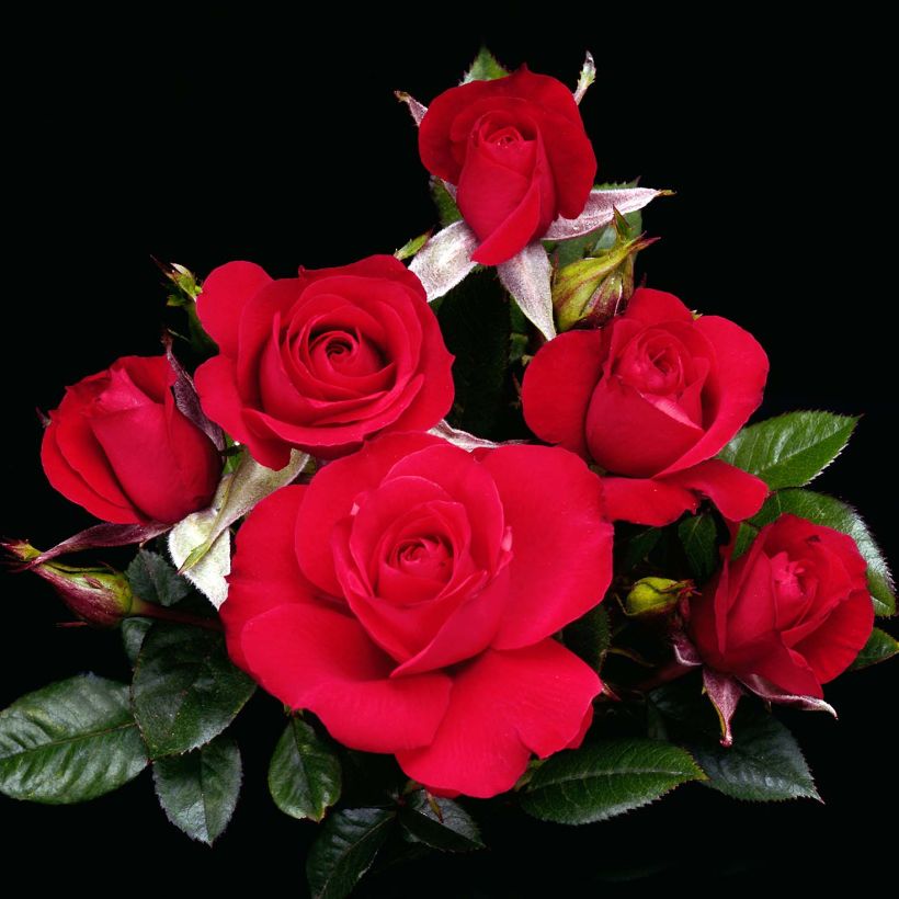 Rosa x polyantha Ruby Ruby - Polyantha Rose (Flowering)
