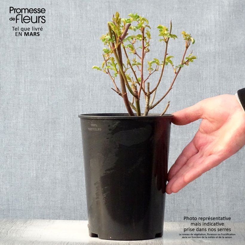 Rosa x polyantha 'Fête des Pères' - Miniature Rose 3L/4L pot sample as delivered in spring