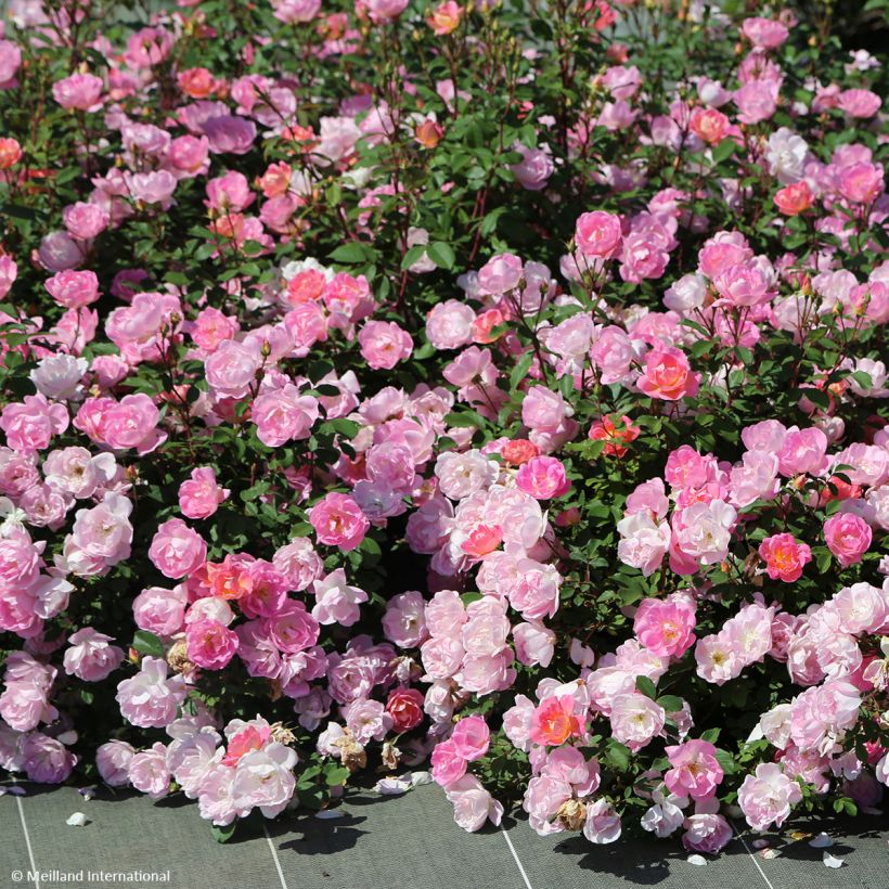Rosa 'Pink Chantilly' - Shrub Rose (Plant habit)