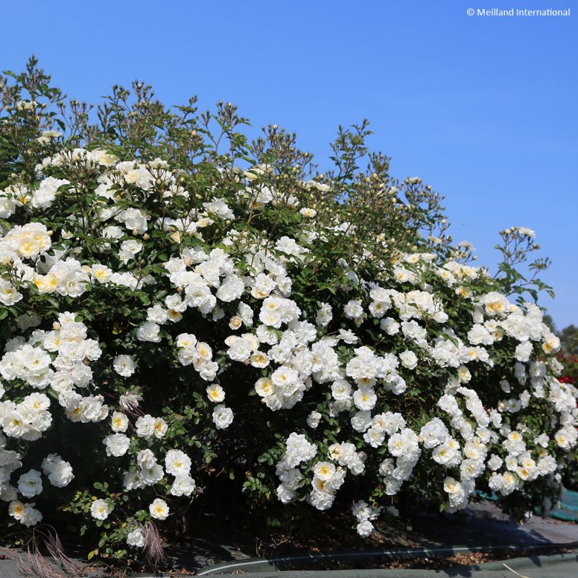 Rosa floribunda La Grande Motte (Plant habit)