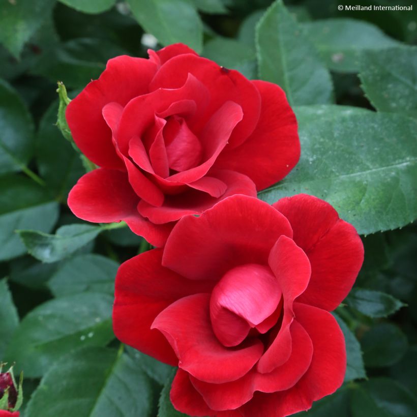 Rosa x floribunda 'Moulin Rouge' - Street Colours Floribunda Rose (Flowering)