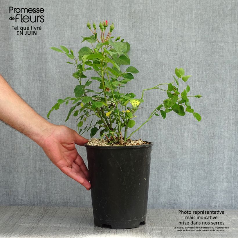 Rosa x polyantha Les Quatre Saisons 'Meifafio' - Landscape Rose 4L/5L pot sample as delivered in spring