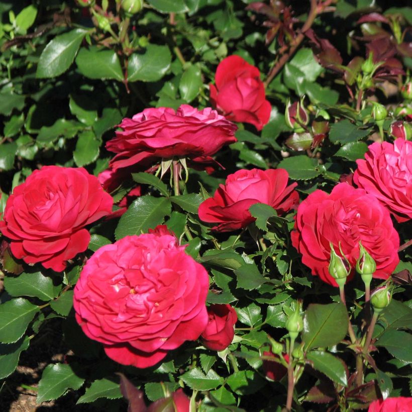 Rosa polyantha 'Mona Lisa' - Shrub Rose (Flowering)