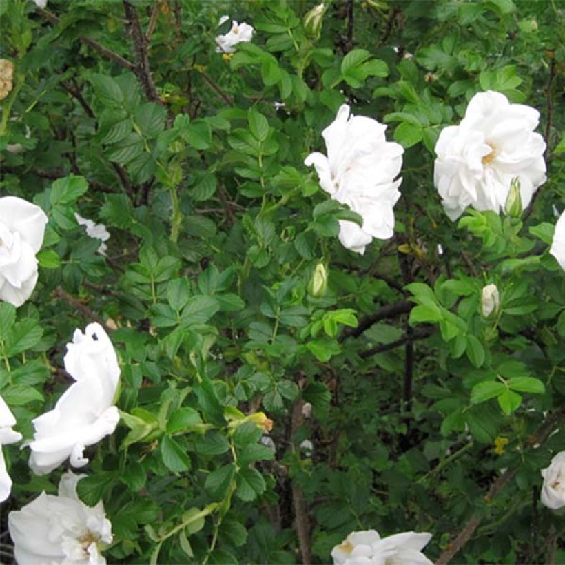 Rosa rugosa Blanc Double de Coubert (Foliage)