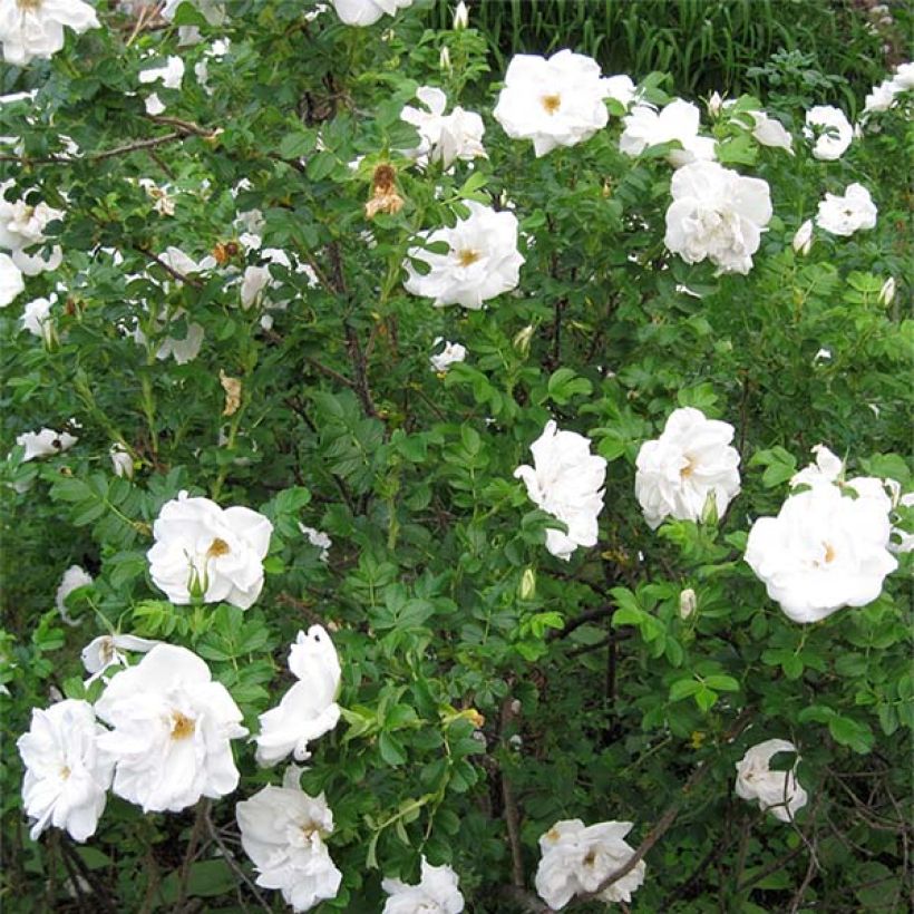Rosa rugosa Blanc Double de Coubert (Plant habit)