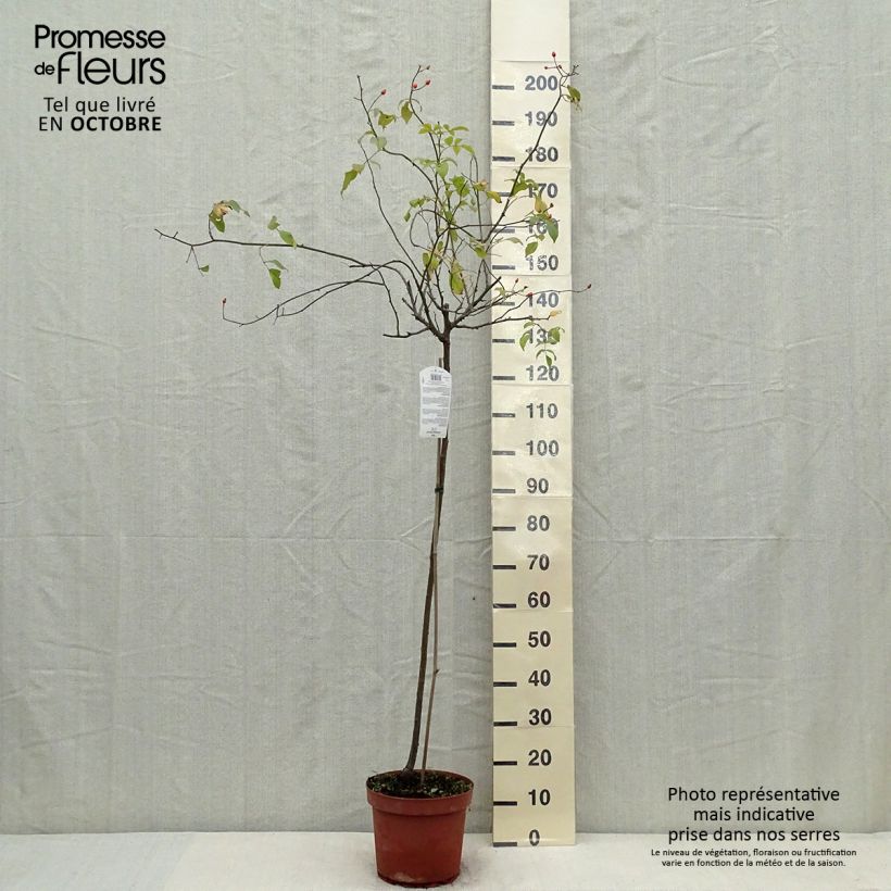 Rosa  Guirlande d'Amour - Climbing or Shrub Rose 7.5L/10L pot sample as delivered in autumn
