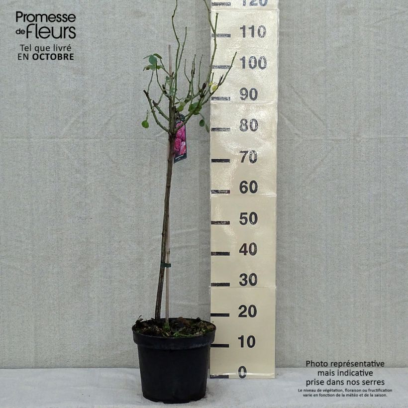Rosa Leonardo da Vinci - Floribunda Rose 4L/5L pot sample as delivered in autumn