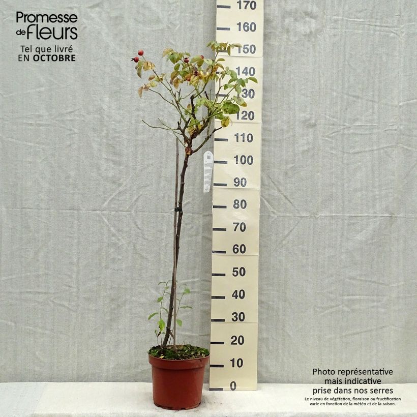 Rosa Leonardo da Vinci - Floribunda Rose 7.5L/10L potShipped height around 110/150cm sample as delivered in autumn
