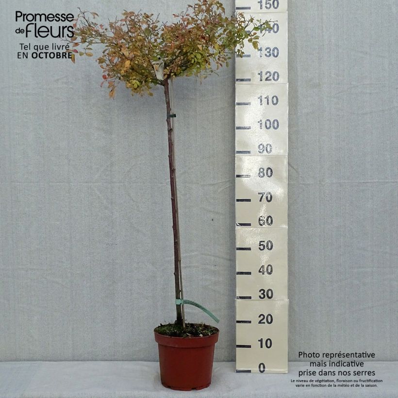 Rosier tige The Fairy en pot de 7.5L - 90/100 cm sample as delivered in autumn