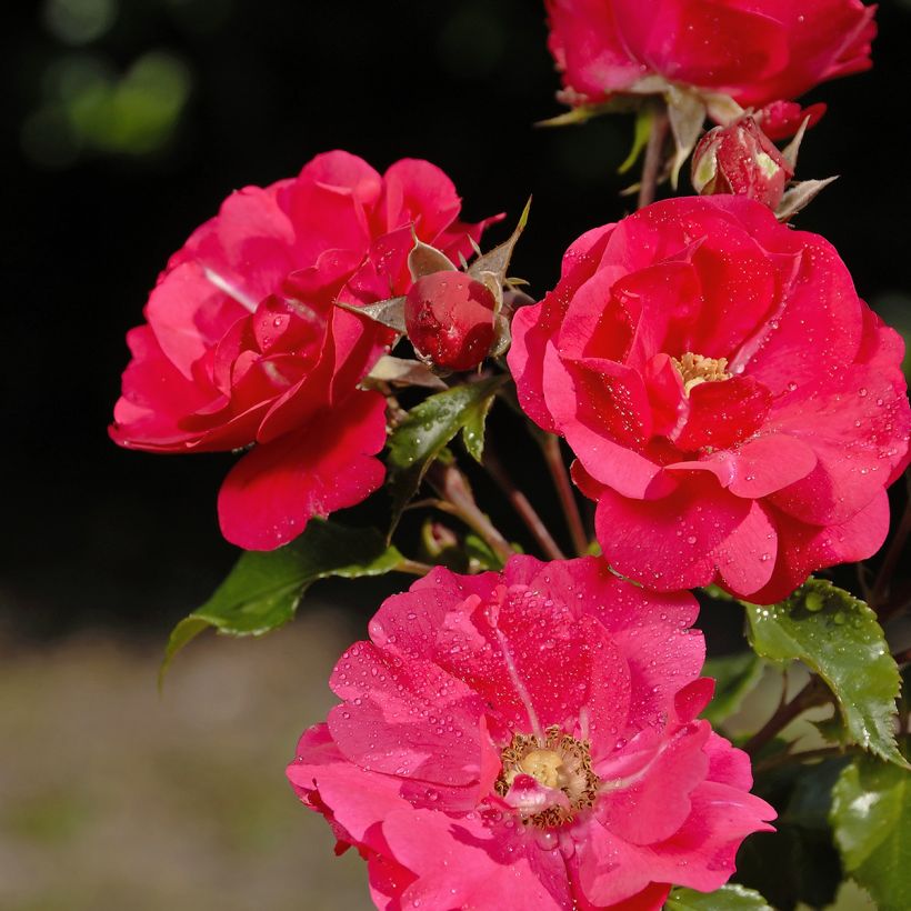 Rosa x floribunda PATIO ROSE Xenia - Floribunda Rose (Flowering)