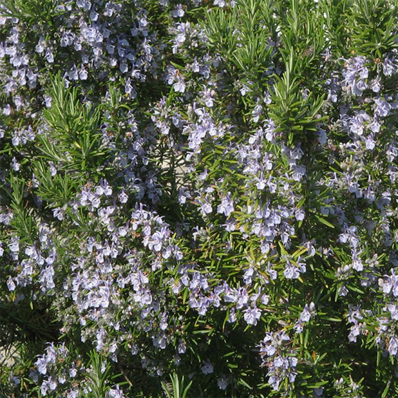 Rosmarinus officinalis - Rosemary (Flowering)