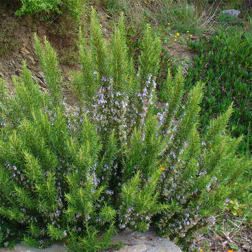 Rosmarinus officinalis - Rosemary (Plant habit)