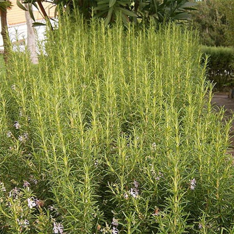 Rosmarinus officinalis Albiflorus (Plant habit)