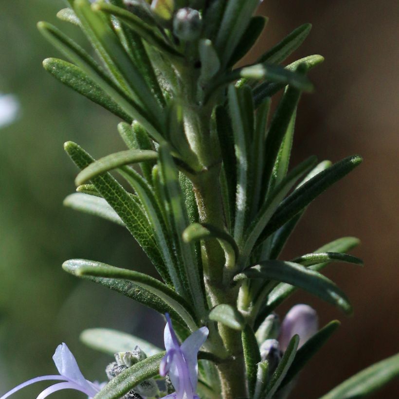 Rosmarinus officinalis Miss Jessopps Upright (Foliage)