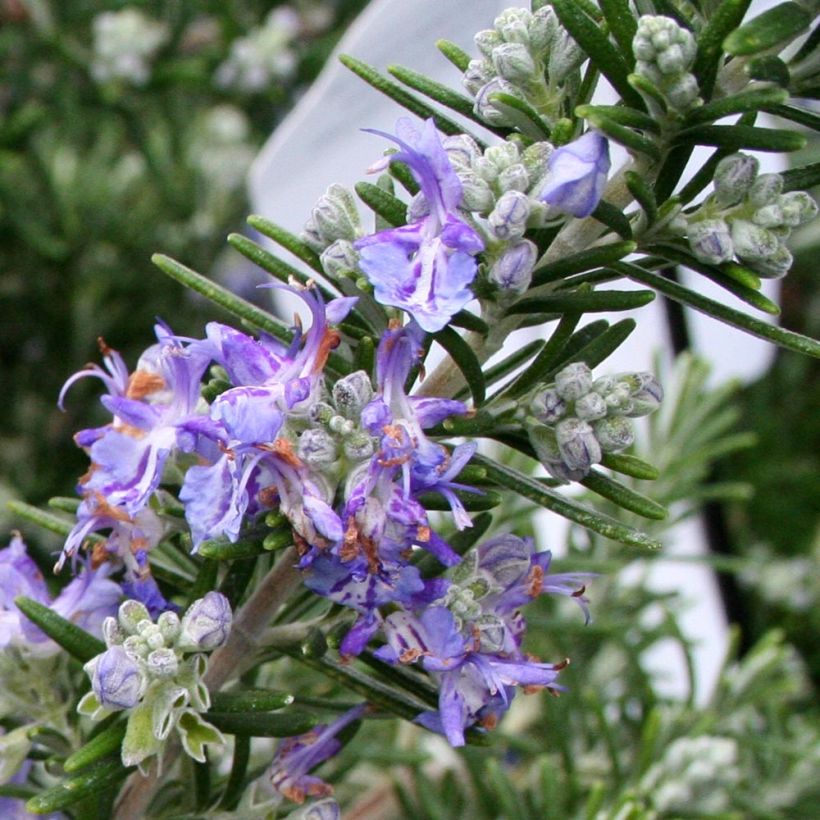 Rosmarinus officinalis Pointe du Raz (Flowering)