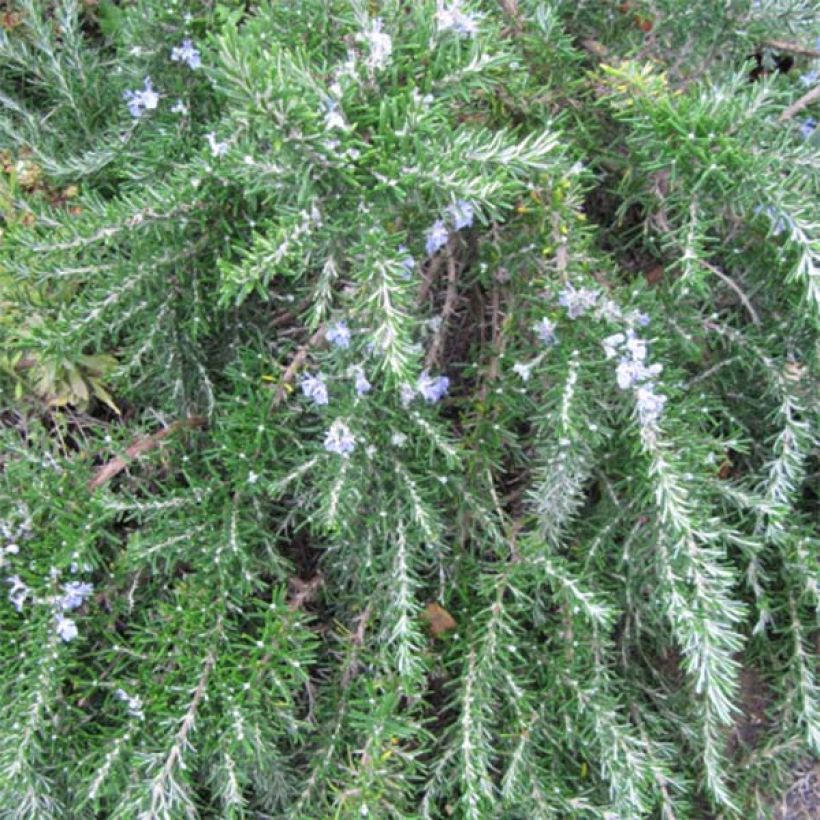 Creeping Rosemary - Rosmarinus officinalis Prostratus (Foliage)