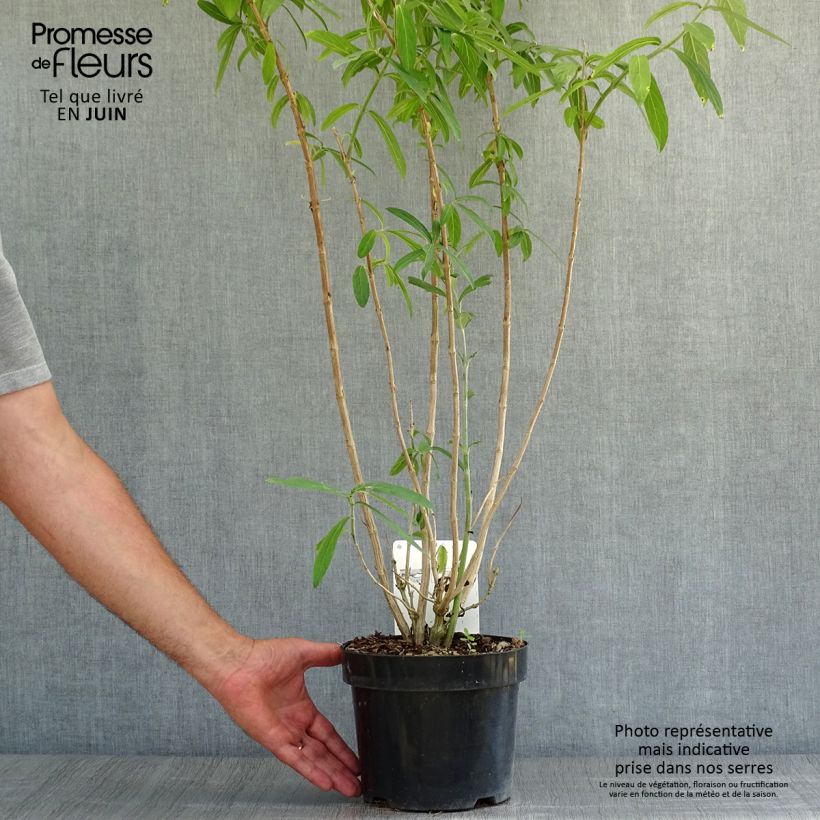 Rostrinucula dependens Happy Cascade 3L/4L pot sample as delivered in summer
