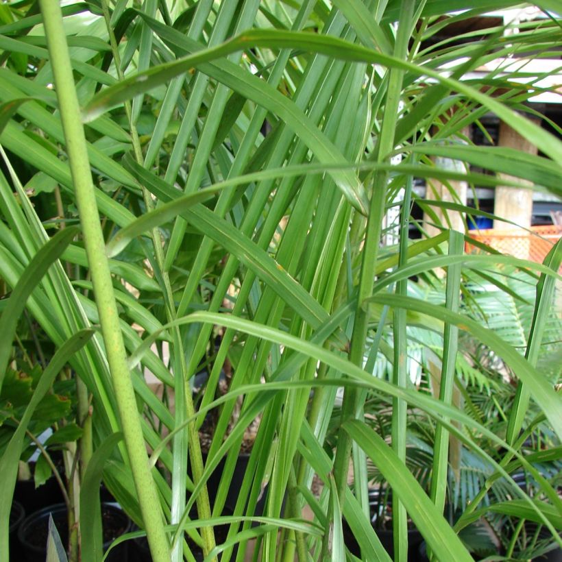 Roystonea regia - Cuban Royal Palm (Foliage)