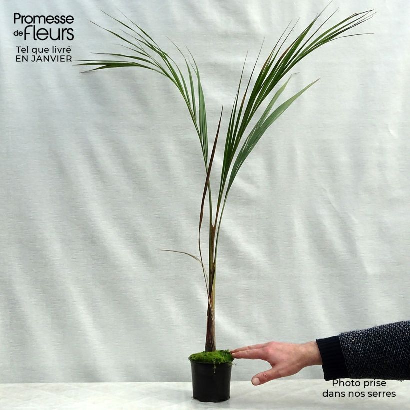 Roystonea regia - Palmier royal de Cuba Pot de 12 cm sample as delivered in winter