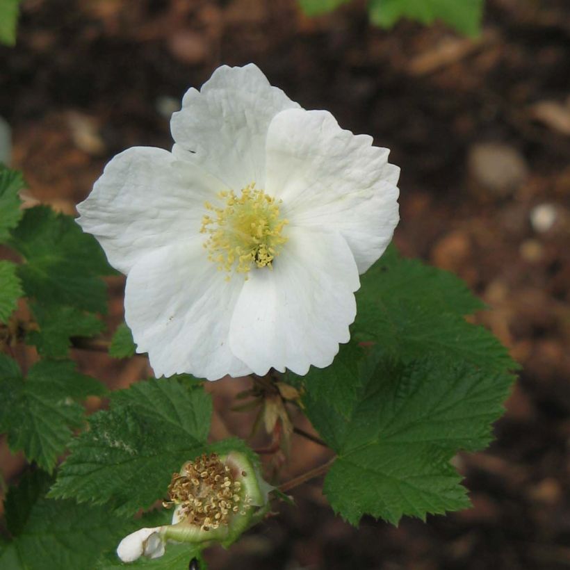 Rubus tridel Benenden (Flowering)