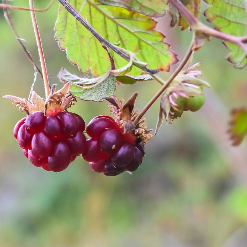Rubus arcticus Beata (Harvest)