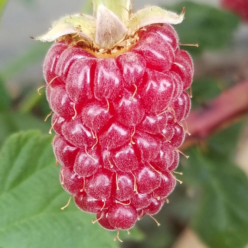 Rubus fruticosus Medana Tayberry (Harvest)